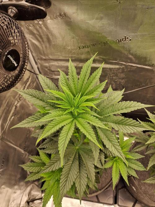 Chicken n’ Wafflez by Humboldt (HSC). Week 5 - #1