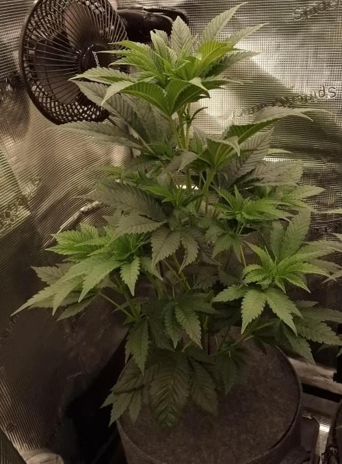 Chicken n’ Wafflez by Humboldt (HSC). Week 5 - #1