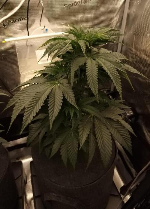 Chicken n’ Wafflez by Humboldt (HSC). Week 5 - #2