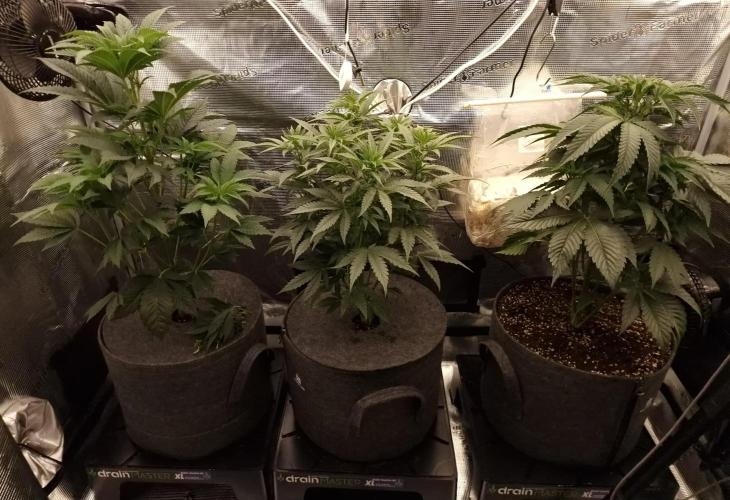 Chicken n’ Wafflez by Humboldt (HSC). Week 5 - #1,jelly donutz,#2