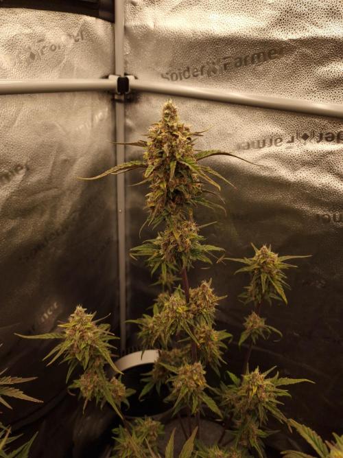 Apricot Automatic from 420 Fast Buds. Week 8