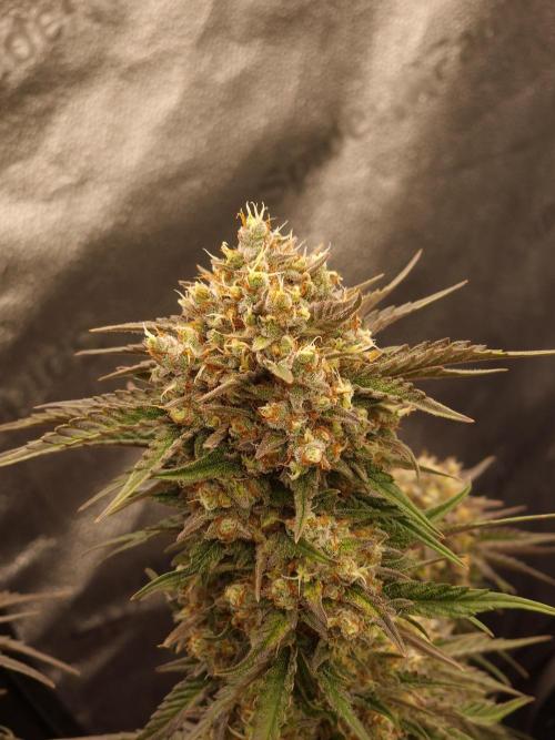 Apricot Automatic from 420 Fast Buds. Week 8