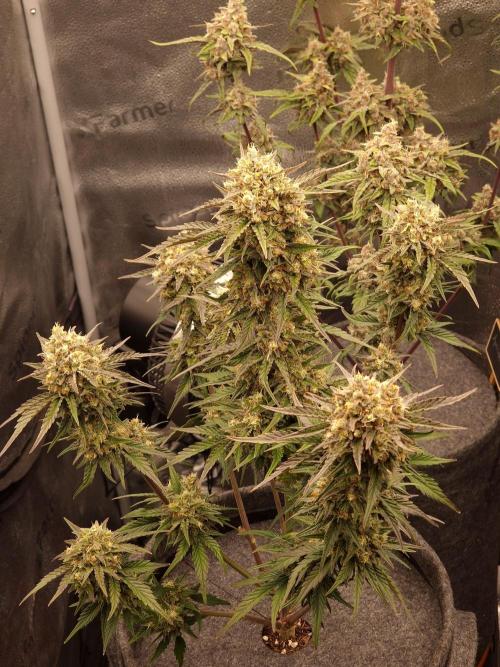 Apricot Automatic from 420 Fast Buds. Week 8