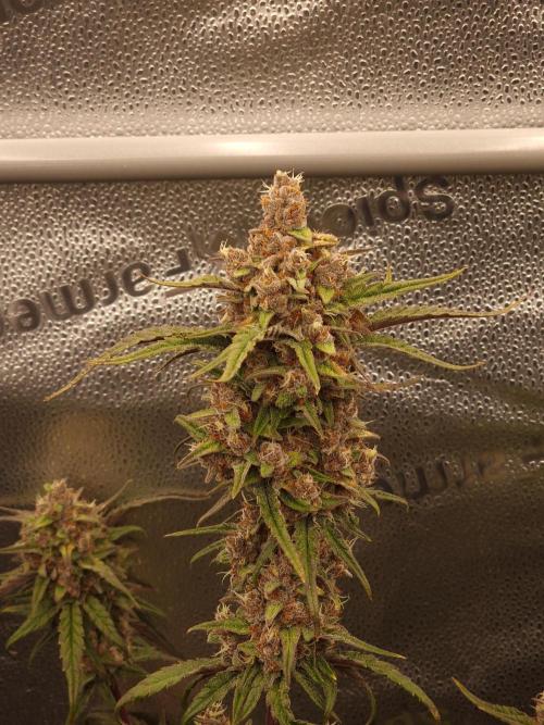 Apricot Automatic from 420 Fast Buds. Week 8