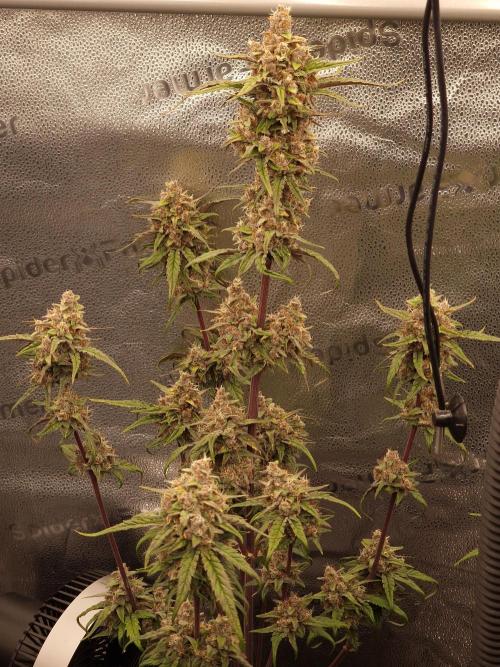 Apricot Automatic from 420 Fast Buds. Week 8