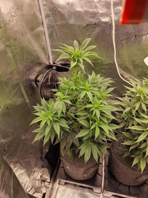 Chicken n’ Wafflez by Humboldt (HSC). Week 6 - #1