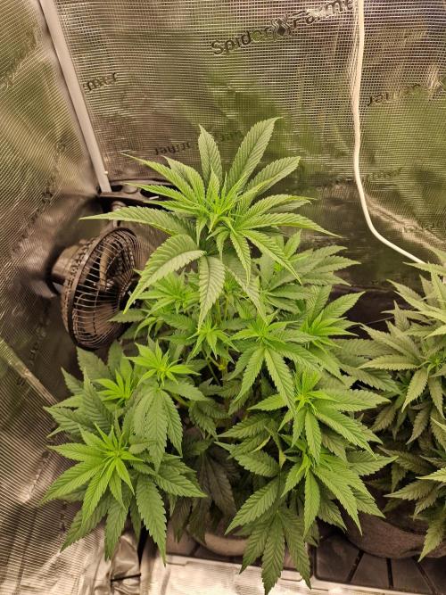 Chicken n’ Wafflez by Humboldt (HSC). Week 6 - #1