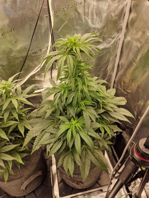 Chicken n’ Wafflez by Humboldt (HSC). Week 6 - #2