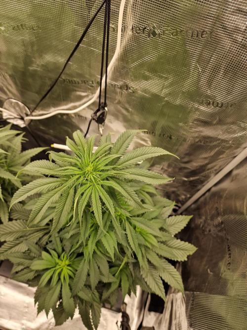 Chicken n’ Wafflez by Humboldt (HSC). Week 6 - #2