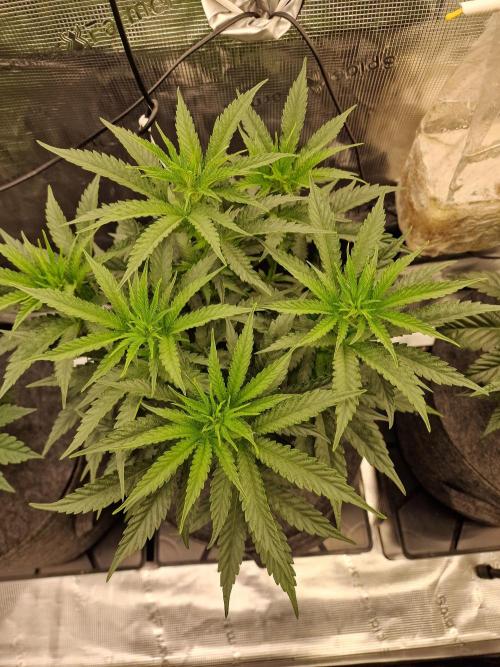 Jelly Donutz - Humboldt Seed Company. Week 8