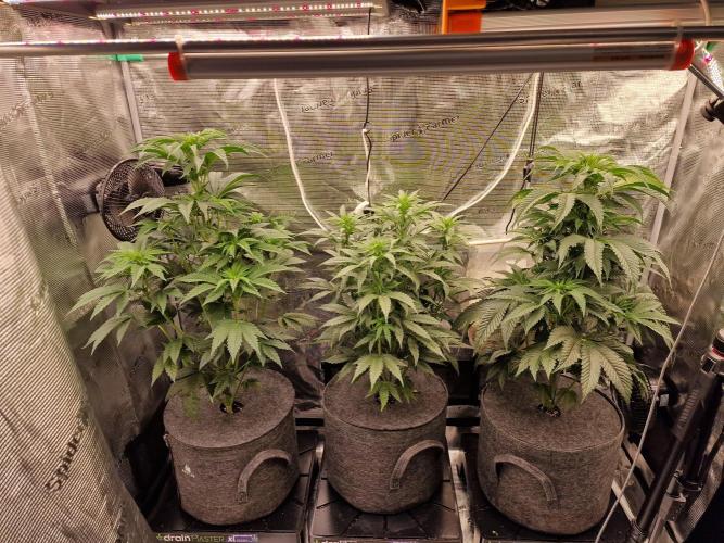 Jelly Donutz - Humboldt Seed Company. Week 8 - #1, Jelly donutz, #2