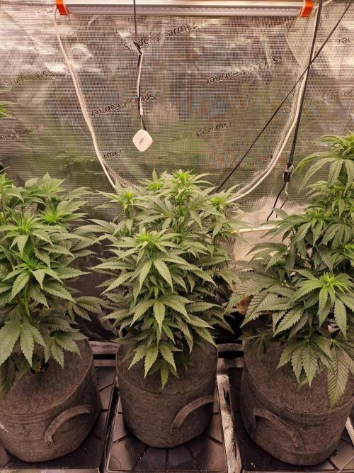 Jelly Donutz - Humboldt Seed Company. Week 8 - #1, Jelly donutz, #2