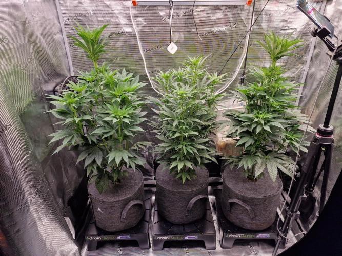 Jelly Donutz - Humboldt Seed Company. Week 8 - #1, Jelly donutz, #2