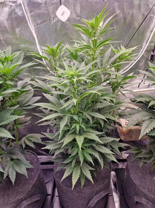 Jelly Donutz - Humboldt Seed Company. Week 8
