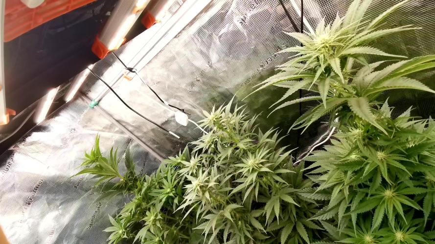 Jelly Donutz - Humboldt Seed Company