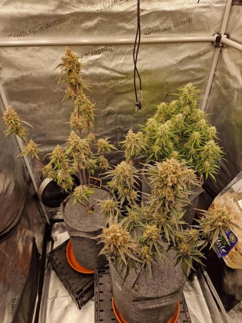 Apricot Automatic from 420 Fast Buds. Week 9