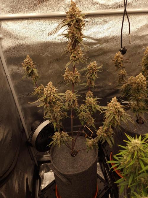 Apricot Automatic from 420 Fast Buds. Week 9