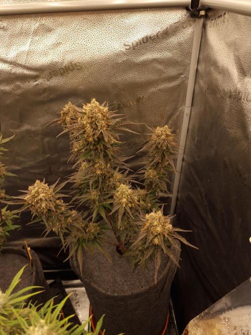 Apricot Automatic from 420 Fast Buds. Week 9