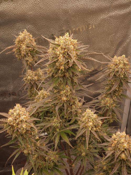 Apricot Automatic from 420 Fast Buds. Week 9