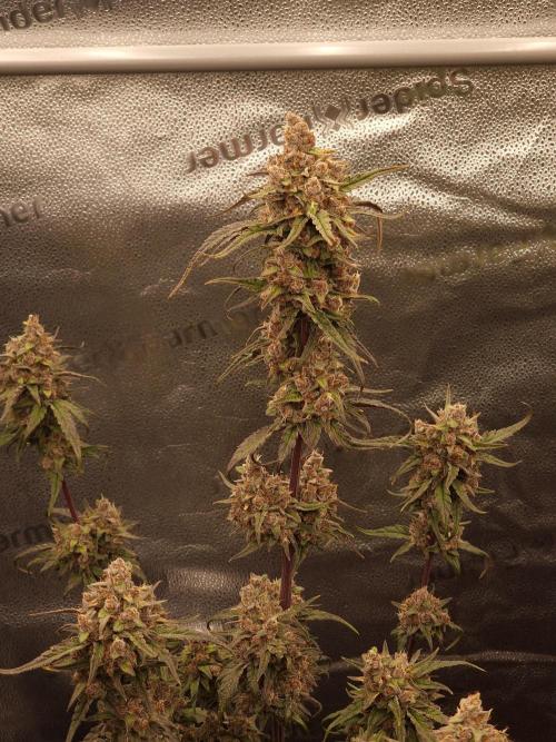 Apricot Automatic from 420 Fast Buds. Week 9