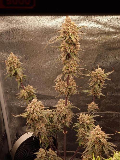 Apricot Automatic from 420 Fast Buds. Week 9