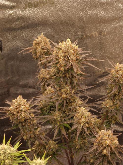 Apricot Automatic from 420 Fast Buds. Week 9