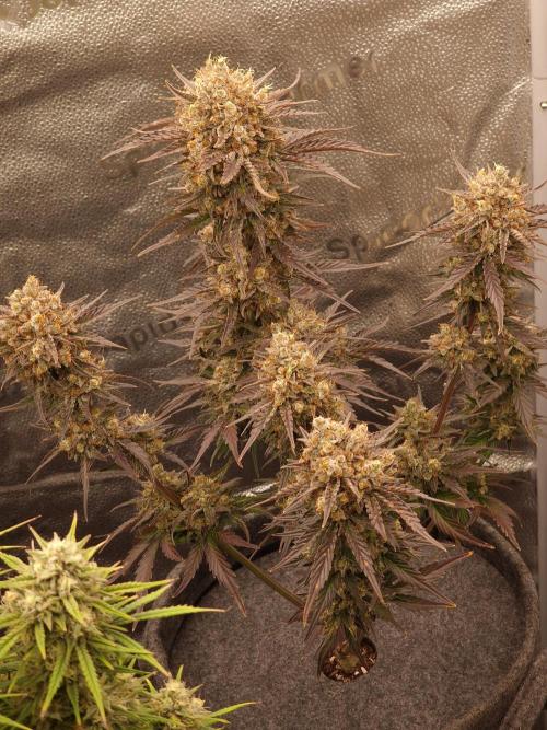 Apricot Automatic from 420 Fast Buds. Week 9