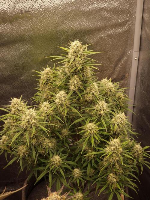 Amnesia Skittelz Fast Buds. Week 7