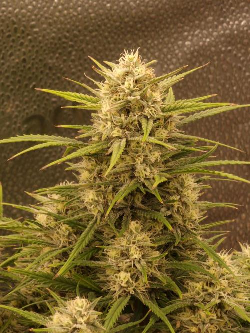 Amnesia Skittelz Fast Buds. Week 7