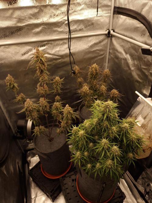 Amnesia Skittelz Fast Buds. Week 7