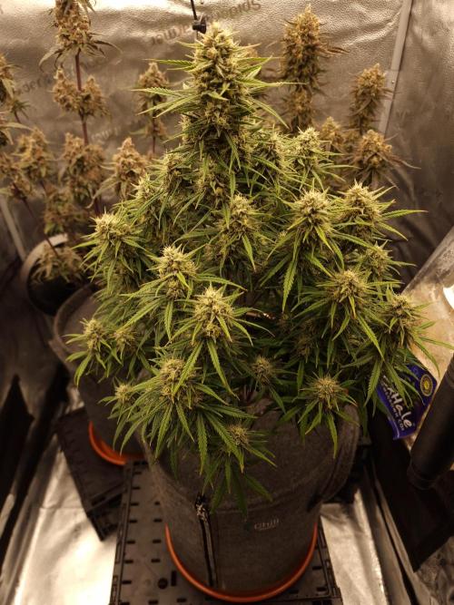 Amnesia Skittelz Fast Buds. Week 7
