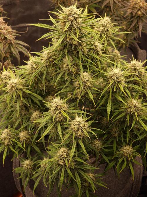Amnesia Skittelz Fast Buds. Week 7