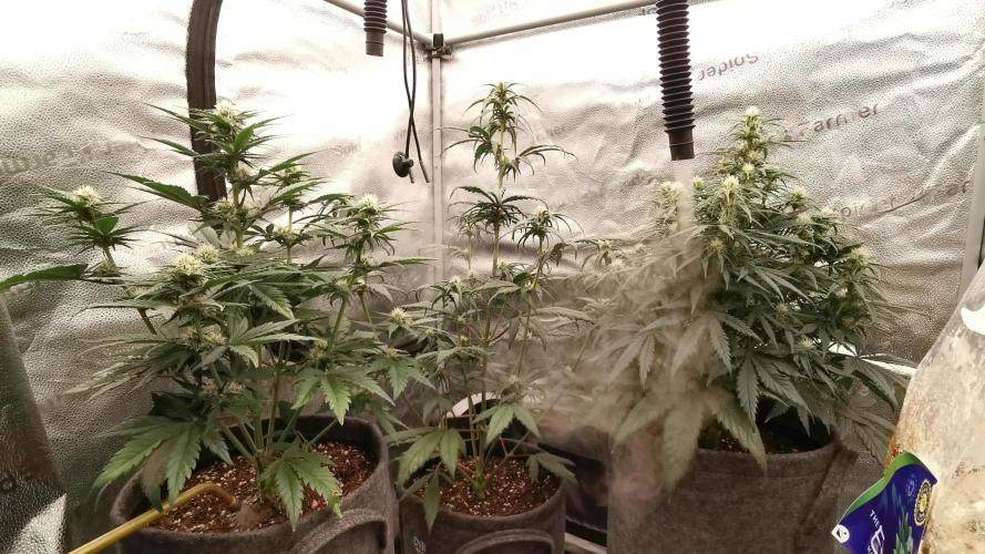 Amnesia Skittelz Fast Buds