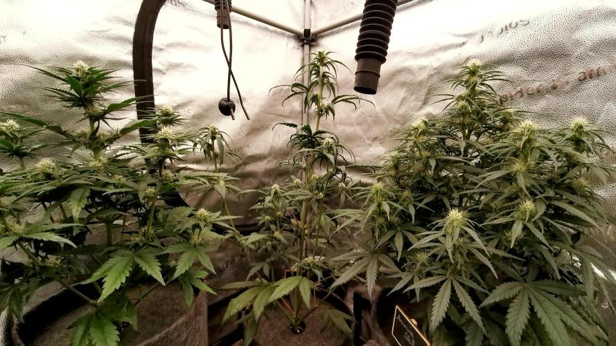 Amnesia Skittelz Fast Buds