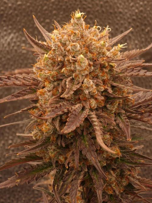 Apricot Automatic from 420 Fast Buds. Week 10 - #2