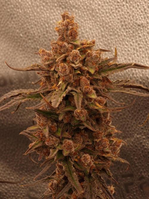 Apricot Automatic from 420 Fast Buds. Week 10 - #2