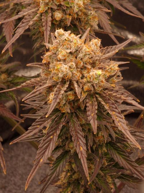 Apricot Automatic from 420 Fast Buds. Week 10 - #2