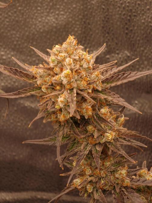 Apricot Automatic from 420 Fast Buds. Week 10 - #2