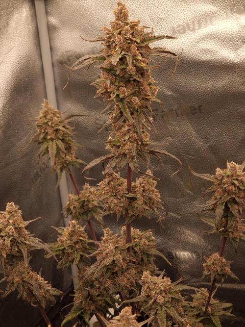 Apricot Automatic from 420 Fast Buds. Week 10 - #2