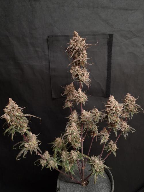 Apricot Automatic from 420 Fast Buds. Week 10 - #2