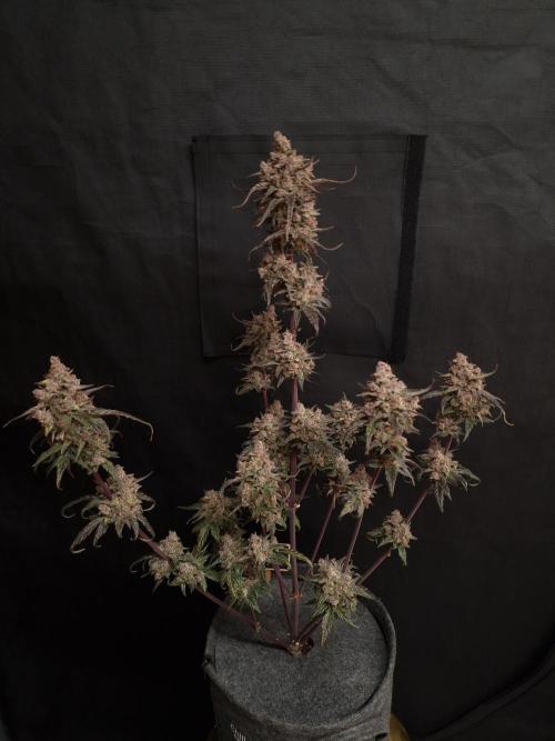 Apricot Automatic from 420 Fast Buds. Week 10 - #2