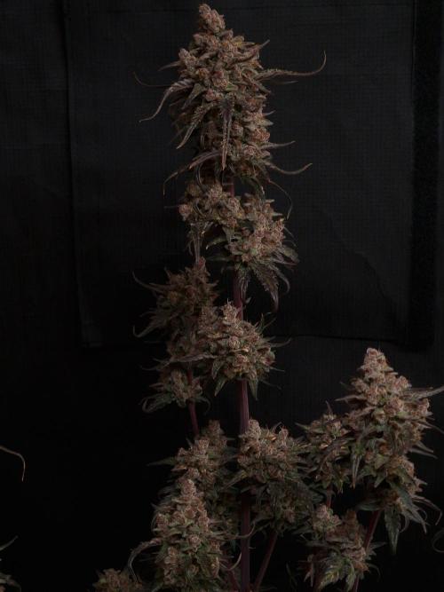 Apricot Automatic from 420 Fast Buds. Week 10 - #2