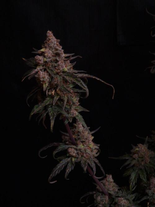 Apricot Automatic from 420 Fast Buds. Week 10 - #2