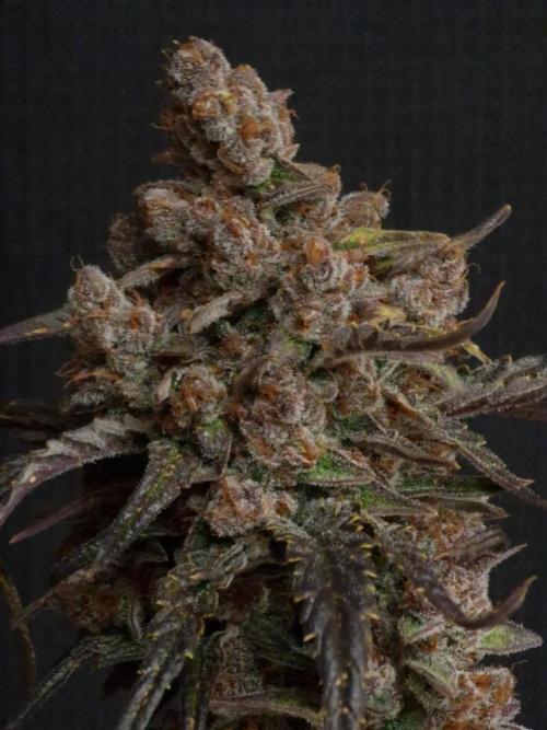 Apricot Automatic from 420 Fast Buds. Week 10 - #2