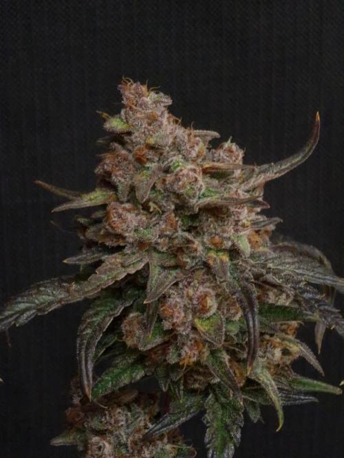 Apricot Automatic from 420 Fast Buds. Week 10 - #2