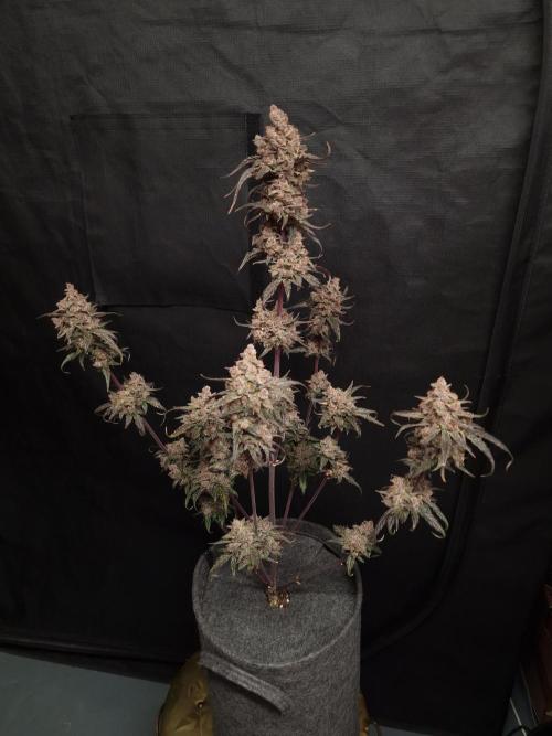 Apricot Automatic from 420 Fast Buds. Week 10 - #2