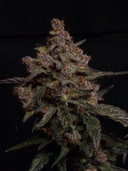 Apricot Automatic from 420 Fast Buds. Week 10 - #1