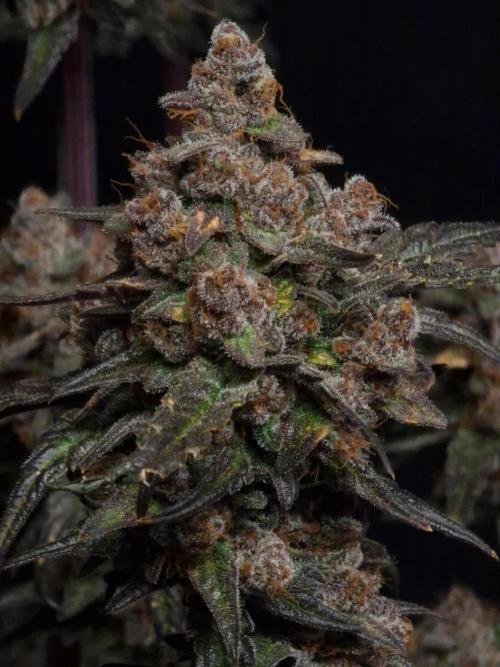 Apricot Automatic from 420 Fast Buds. Week 10 - #1