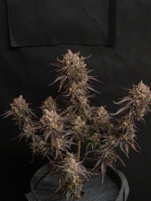 Apricot Automatic from 420 Fast Buds. Week 10 - #1