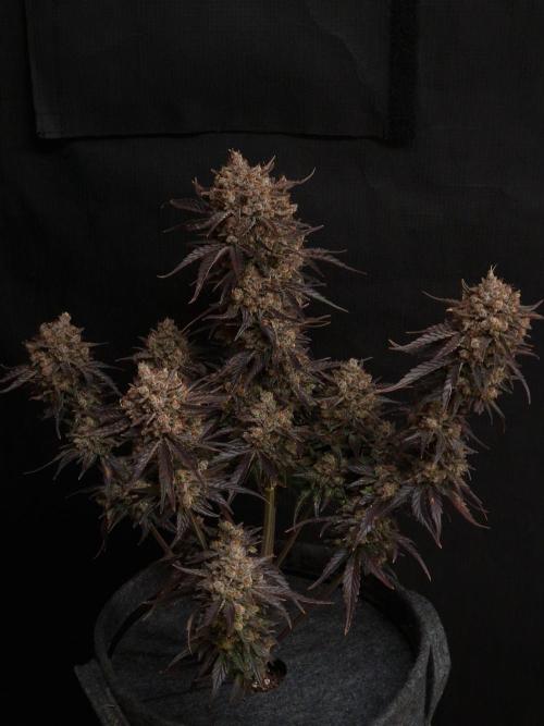 Apricot Automatic from 420 Fast Buds. Week 10 - #1